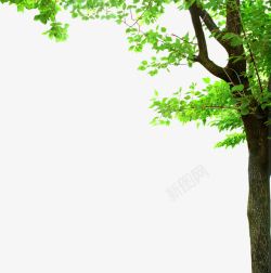 绿树清新生机树木素材