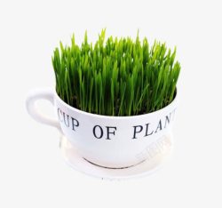 清新绿色茶杯植物素材