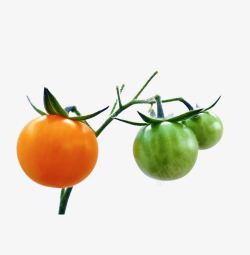 产品实物蔬菜维生素营养西红柿素材