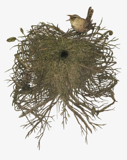 筑巢的鸟矢量图素材