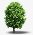 夏日海报绿色树木植物素材
