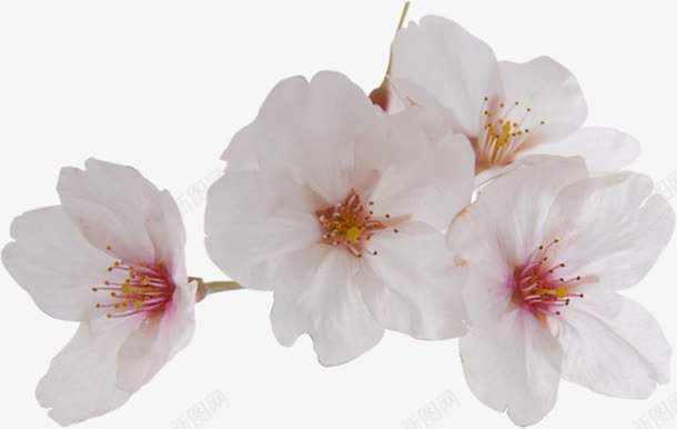 摄影夏日海报白色花朵png免抠素材_88icon https://88icon.com 夏日 摄影 海报 白色 花朵 设计