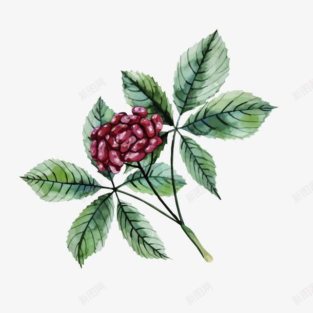 老山参植物png免抠素材_88icon https://88icon.com 人参 植物 老山参 野山参