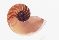 棕色螺旋状的海螺手绘素材