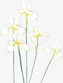 手绘白色春日花朵植物素材