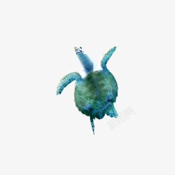 海中生物乌龟高清图片