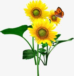 春天黄色向日葵蝴蝶装饰素材