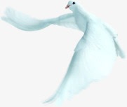 白鸽飞舞展翅节日素材