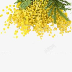 含羞草花素材