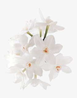 白色小花黄蕊素材