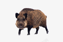 猪的正面实物黑毛猪野猪高清图片