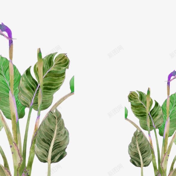 绿色手绘植物装饰图案png免抠素材_88icon https://88icon.com 免抠PNG 大叶子 手绘 植物 绿色 装饰图案