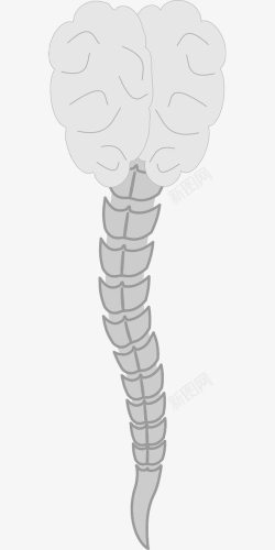 人体脊椎骨素材