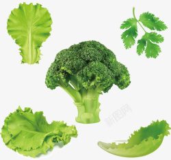 健康绿色蔬菜大全矢量图素材