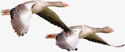 椋炵繑两只翱翔的海鸥高清图片