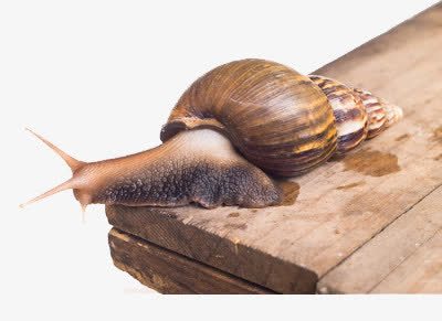 板上的蜗牛png免抠素材_88icon https://88icon.com 壳 粘液 触须