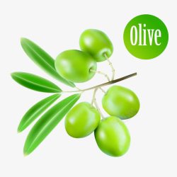 绿油油的橄榄果子素材