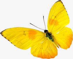 创意手绘黄色的蝴蝶飞舞素材