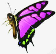 紫色斑纹蝴蝶蝴蝶素材