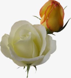 黄白色玫瑰花朵素材