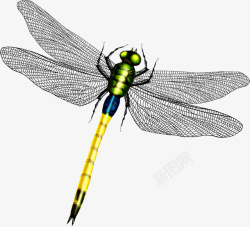 唯美蜻蜓翅膀素材