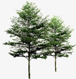 绿化植物景观树木素材
