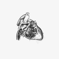 手绘解剖心脏器官血管素材