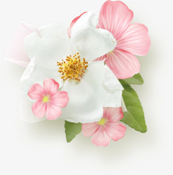 娇艳白色粉色花朵素材