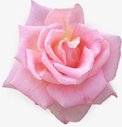 粉色甜美初恋玫瑰花朵素材