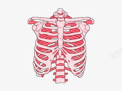 骨架png免抠素材_88icon https://88icon.com 肋骨 肌肉 脊椎 骨骼