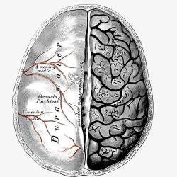 平面大脑图素材