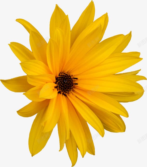 一朵黄色的向阳花png免抠素材_88icon https://88icon.com 植物 自然 花 花朵 花蕊 黄色花