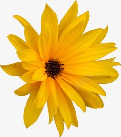 一朵黄色的向阳花素材
