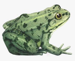 绿色简约动物青蛙插图素材