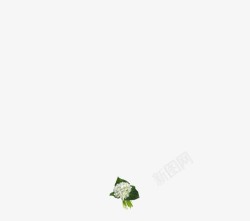 绿叶白色水菊植物素材