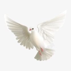 白鸽矢量图素材