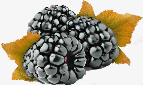 美味桑葚水果png免抠素材_88icon https://88icon.com 新鲜多汁桑葚 桑葚 水果 美味桑葚 诱人桑葚