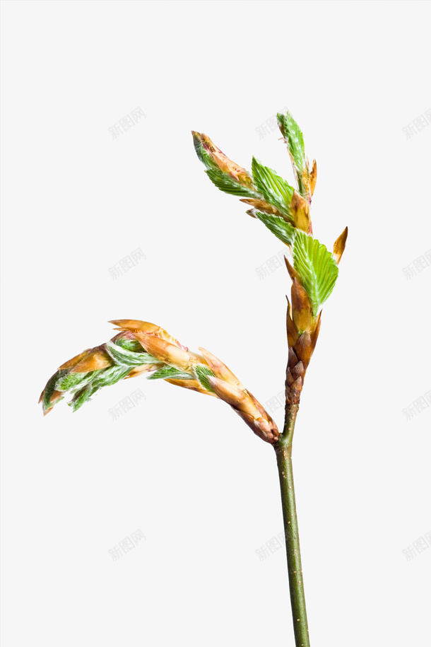 植物新芽png免抠素材_88icon https://88icon.com 叶子 叶芽 大自然 嫩芽 新芽 枝丫 树叶 植物 绿色