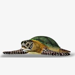 大海龟一只大海龟高清图片