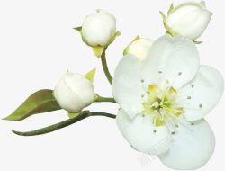 白色花朵花苞花朵素材