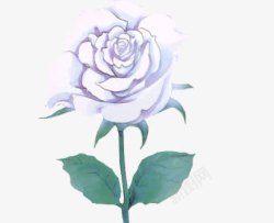 白玫瑰手绘素材