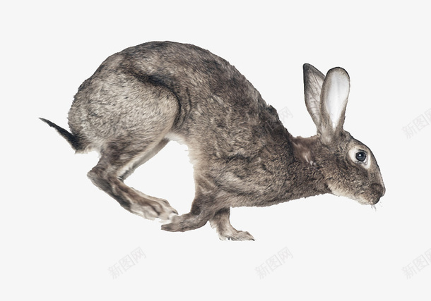 小兔子png免抠素材_88icon https://88icon.com 兔子 动物 小兔子 生物