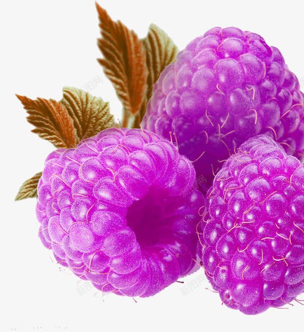 紫色诱人桑葚png免抠素材_88icon https://88icon.com 新鲜多汁桑葚 桑葚 水果 紫色 美味桑葚水果
