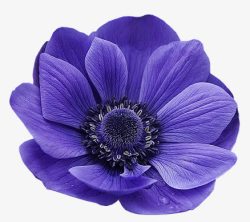 蓝色花瓣花朵花蕊素材