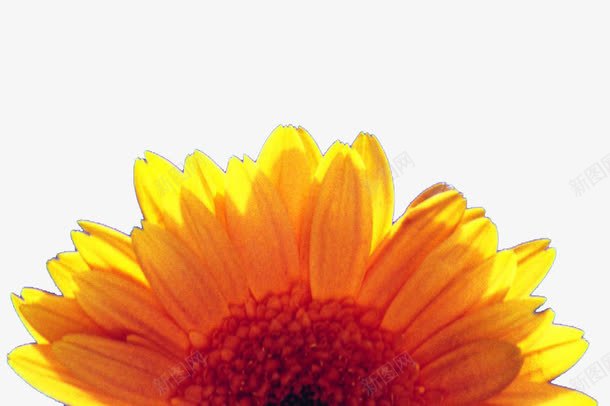 半颗向日葵png免抠素材_88icon https://88icon.com 向日癸 向日葵背景 精美花卉 花卉背景