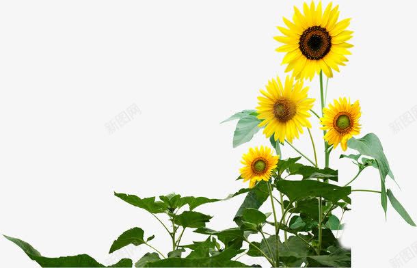 创意摄影黄色的向日葵效果png免抠素材_88icon https://88icon.com 创意 向日葵 摄影 效果 黄色