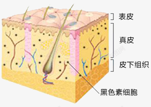 皮肤细胞png免抠素材_88icon https://88icon.com 卡通 皮肤 皮肤细胞 素材 细胞