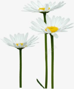 白色唯美春天花朵意境素材