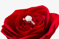 玫瑰上的戒指素材