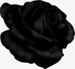 玫瑰装饰物黑色玫瑰高清图片